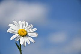 Eine Gänseblümchenblüte im Garten von Claude Laprise