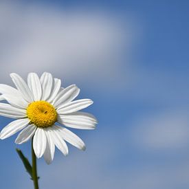 A daisy flower in the garden by Claude Laprise