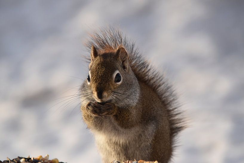 Un écureuil roux en hiver par Claude Laprise