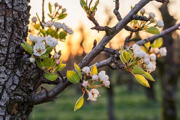 Betuwe Blossom II sur Max ter Burg Fotografie