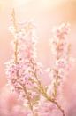 Heide in soft pastel tinten van Roosmarijn Bruijns thumbnail