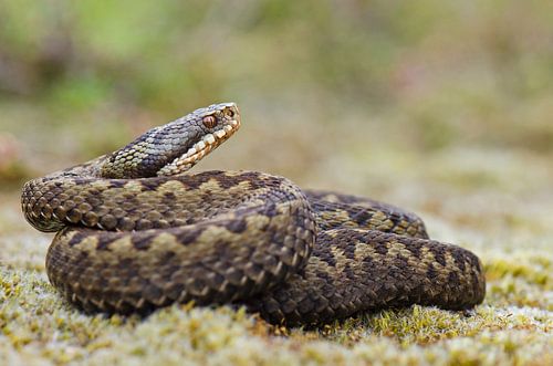 Adder