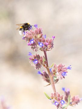 Insekt auf Blüte von Yanuschka Fotografie | Noordwijk