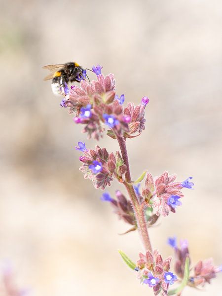 Insecte sur une fleur par Yanuschka | Fotografie Noordwijk