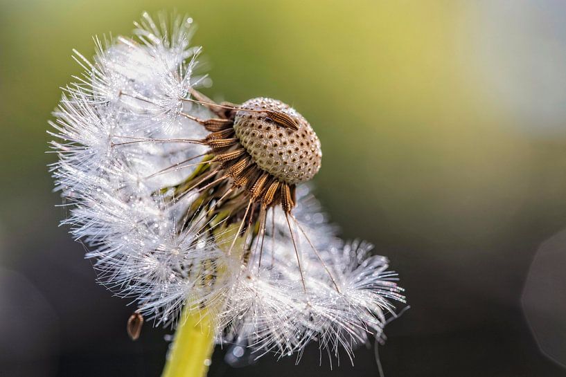 Dandelion by Rob Boon