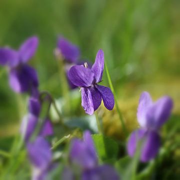 meadow violet by Erich Werner