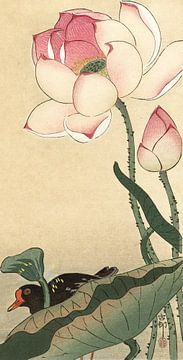 Waterhoen bij bloeiende lotus, Ohara Koson
