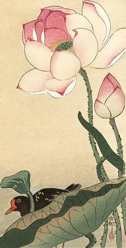 Waterhoen bij bloeiende lotus, Ohara Koson