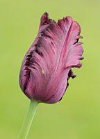alleenstaande paarse tulp in de knop