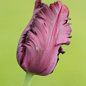 alleenstaande paarse tulp in de knop sur Sandra Keereweer