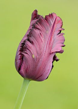 alleenstaande paarse tulp in de knop van Sandra Keereweer