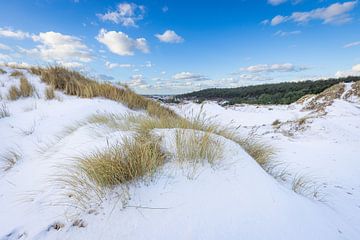 Besneeuwde duiden met helmgras Schoorlse duinen van René Groeneveld