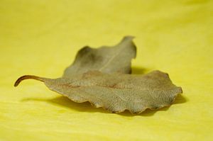 Lorbeerblatt auf Gelb