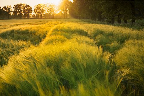 Die goldene Stunde im wogenden Getreidefeld – Warme Naturatmosphäre
