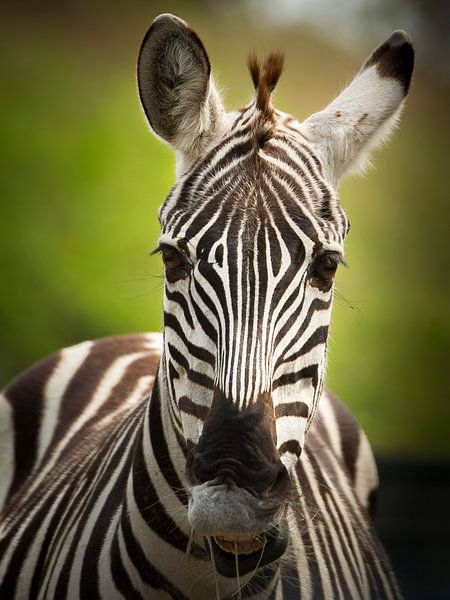 De gestreepte zebra van Sandra Kuijpers