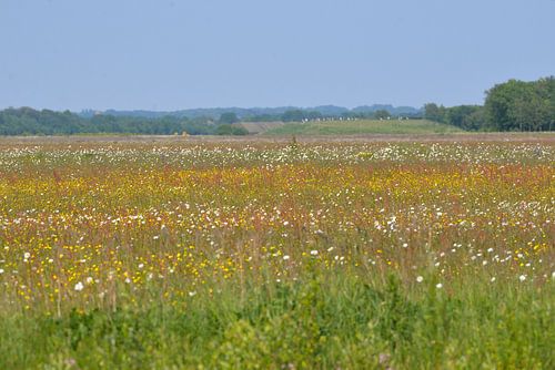 kleurig bloemenveld