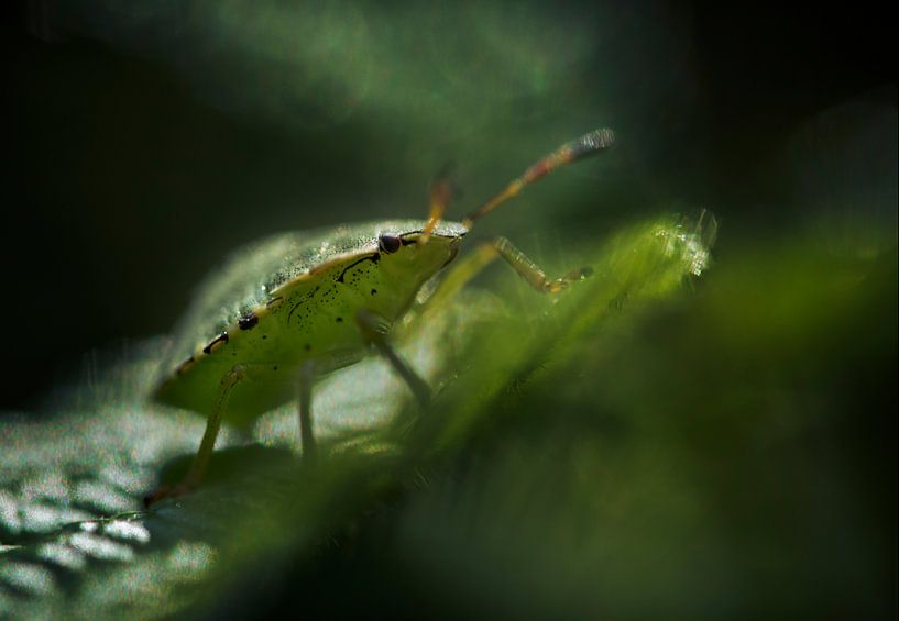 wünscht von Remco loeffen