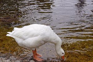 weiße Wildgans am Wasser