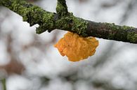Yellow trill by Moetwil en van Dijk - Fotografie thumbnail