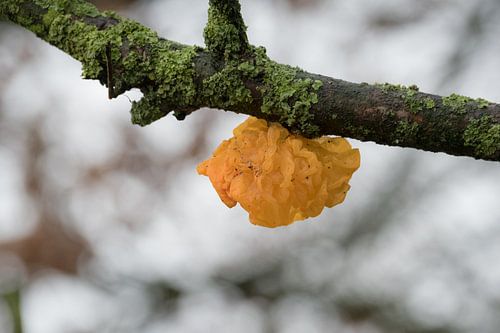 Gele trilzwam