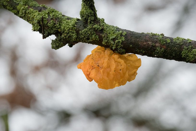 Yellow trill by Moetwil en van Dijk - Fotografie