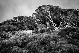 Vom Wind geformt von Patrick Kilb