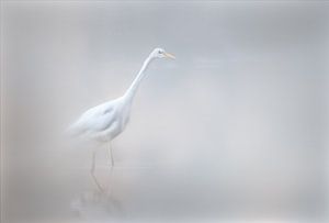 Brouillard de silence