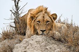 King of the savannah - Male lion in majestic pose by Robert Styppa