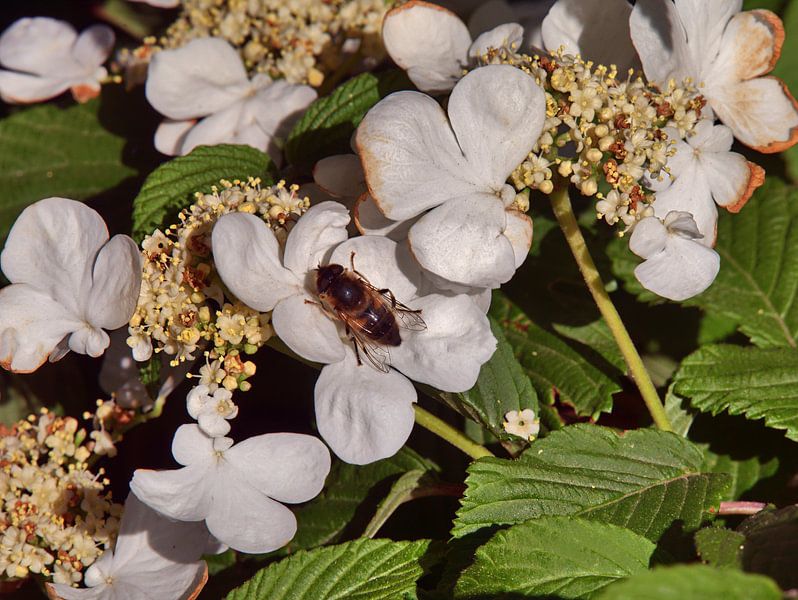 Bee van Edgar Schermaul