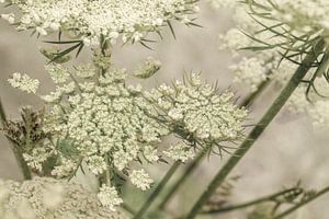 Blumen. Bildschirm Blumen. Wilde Karotte. 2