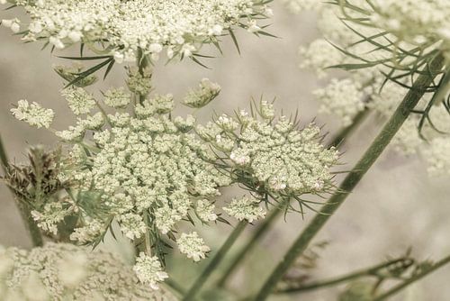 Blumen. Bildschirm Blumen. Wilde Karotte. 2 von Alie Ekkelenkamp