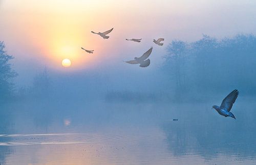 Zonsopkomst in het Twiske met opvliegende vogels