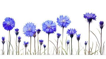 Blauwe korenbloemen in een rijtje van Vlindertuin Art
