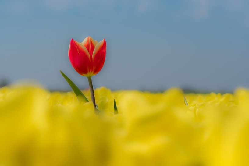 Rode tulp in geel tulpenveld 01 von Moetwil en van Dijk - Fotografie
