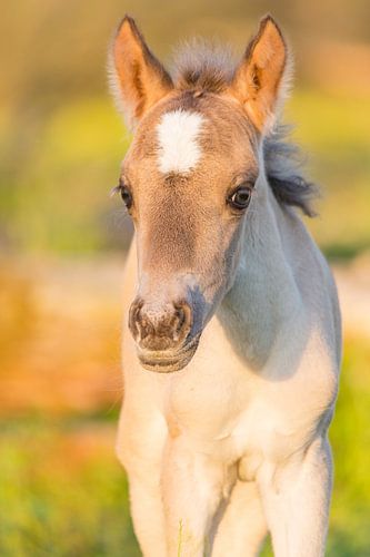 Horses | Konik horse foal in warm evening light