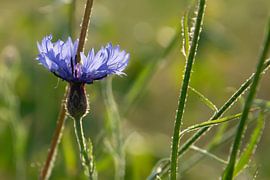Kornblume im Abendlicht von Kimfaesdesign