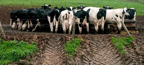 Pad naar de koeien von Alphons de Visscher