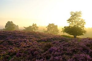 Blooming Heather plants in Heathland landscape during sunrise in