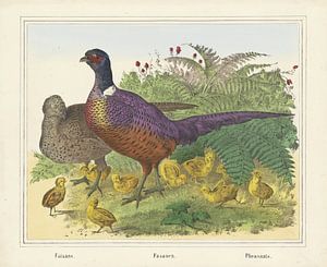 Faisans. / Fasans. / Fasanen, Firma von Joseph Scholz, 1829 - 1880