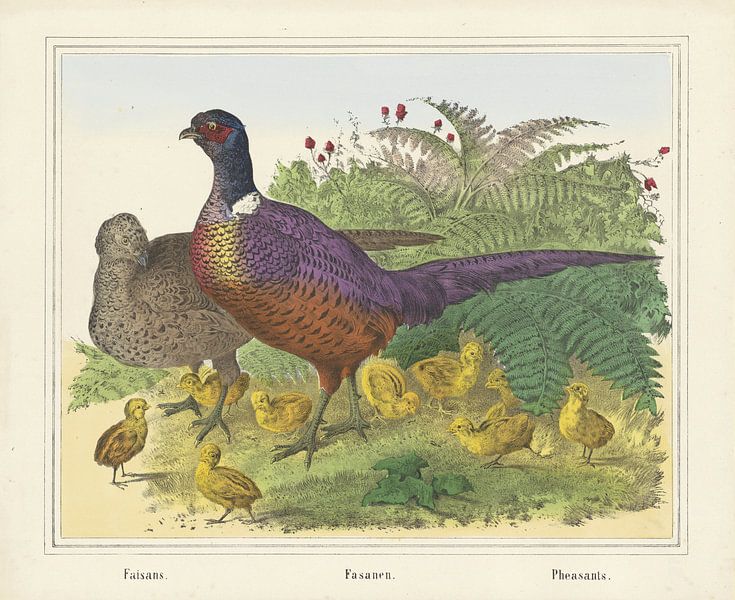Faisans. / Fasans. / Faisans, entreprise de Joseph Scholz, 1829 - 1880 par Gave Meesters