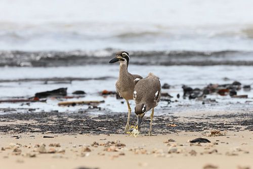 strandloper, Esacus magnirostris, Queensland, Australië