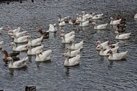 Witte ganzen op de foto!