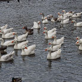 White geese in the picture! by Veluws