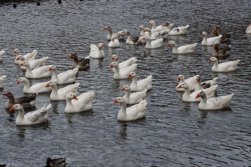 Witte ganzen op de foto! van Veluws