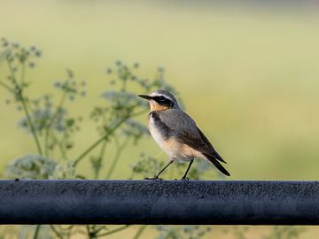 Wheatear by Marco Morren