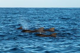 Grienden in the open sea, Tenerife by Nynke Altenburg