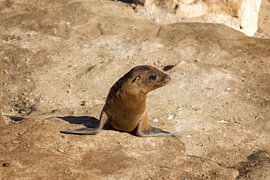 Sea Lion Pup - Where's Mom? by Joseph S Giacalone Photography