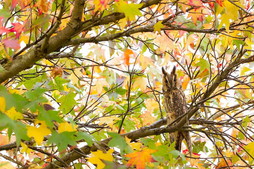 Ransuil tussen herfstbladeren van Amberboom van Marianne Jonkman