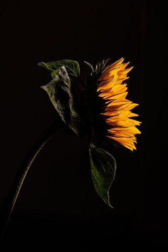 Sonnenblume