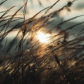 Soirées d'été dans les champs sur Lisa Zet